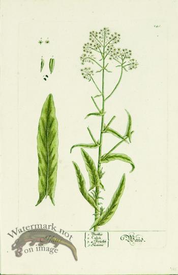 Blackwell German 126